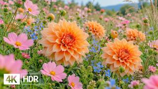 🌸 Flowers in Their Most Beautiful Moment 4K | Peaceful Nature & Gentle Piano screenshot 4