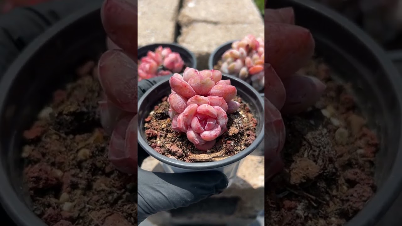 Urban Indoor Succulents 🌵 Stylish Care for City Homes