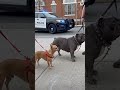 Scare in Police Officer 🤣 #dog #shorts