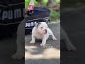 Amrican Bully Micro Size Male Pupp #punjab #mumbai #kolkata #kerla #mharastra #delhi #pets