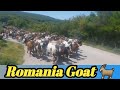 Romania 🇷🇴 Goats Faram &amp; Animals 