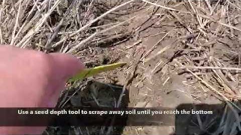 Canola Watch: Measuring Seed Depth