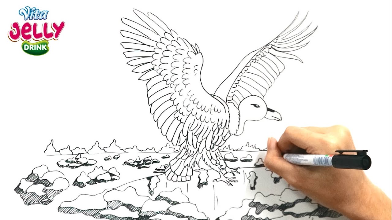  Cara  Menggambar  Binatang  Burung Nasar dengan Huruf V 