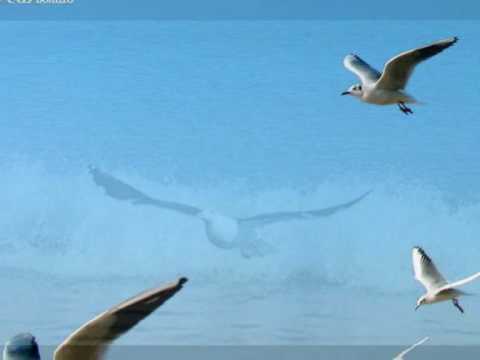 I Gabbiani -  Andrea Guerra