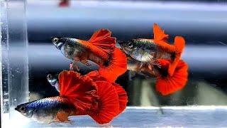 Best Guppies for your Aquarium and Guppy Fish Varieties - Guppy Beginners Welcome!