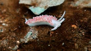 The Soft Side of Invertebrates  Redondo 1-29-2021 screenshot 5