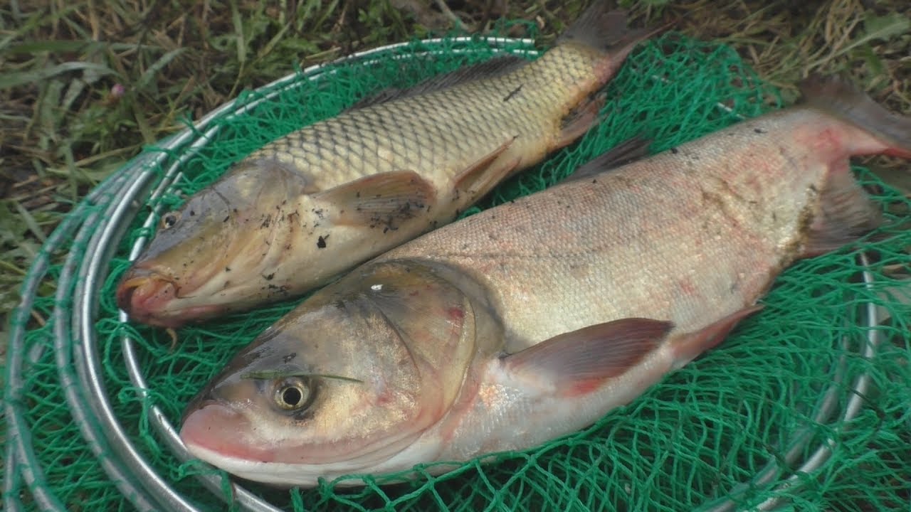 Рецепт быстрого приготовления  технопланктона . Ловля карпа и толстолоба. My fishing