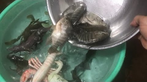 Con cá thật cá rô, con cua, con cá diếc, tên đồ chơi con tôm, con bạch tuộc, con vịt, con rùa #03