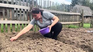 Planting Spring Garden & Making Carpathian Cottage Cheese Gombovtsi 🥟🌱 Mountain Farm Routine