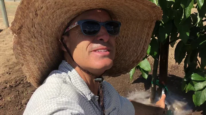 Mound Planting Avocado Trees for Improved Aeration...