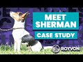 Sherman Case Study ❘ Jack Russell struggles to focus