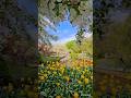 Tulip tops Garden: The wait is over! Spring has Sprung, and so have the possibilities #shorts