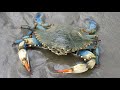 Facts: The Blue Crab