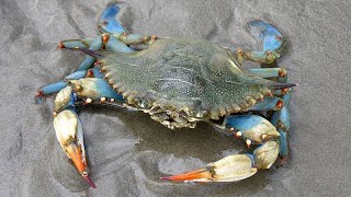 Facts: The Blue Crab