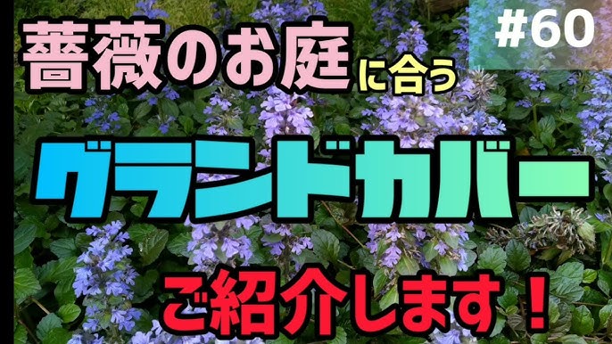 60 薔薇に合うグランドカバーをご紹介します Youtube 60 薔薇に合うグランドカバーをご紹介します Youtube