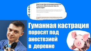 Гуманная кастрация поросят или кастрация под анестезией