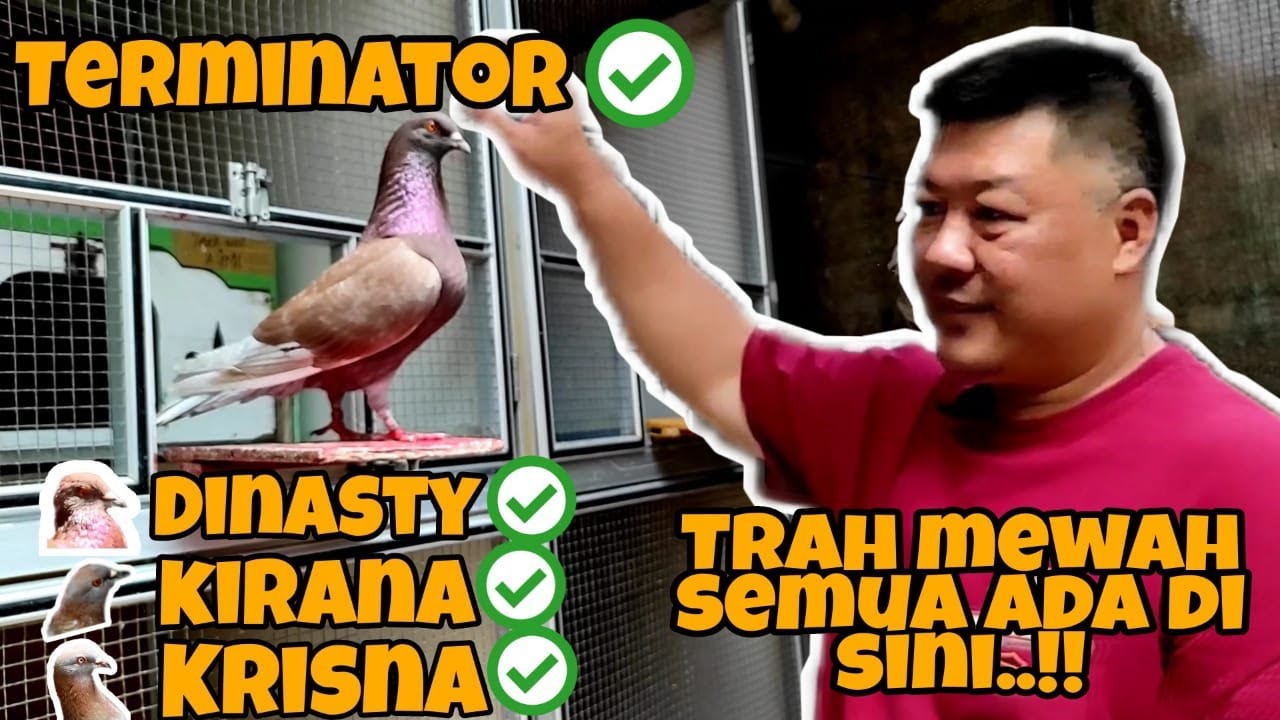 Suplement Merpati Balap #Vetafarm