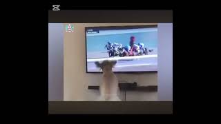 смешные котики и собачки#животные