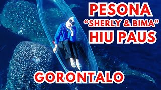 Hiu Paus Gorontalo Raksasa Laut yang Bersahabat #travelling