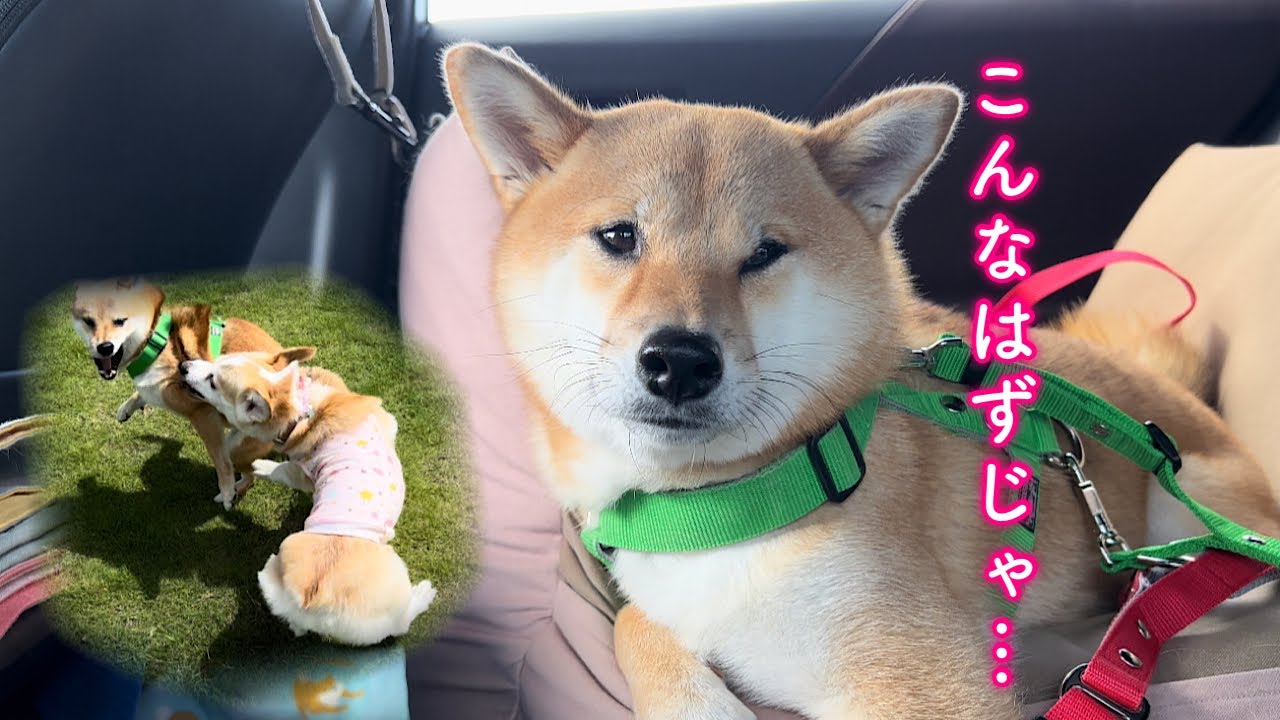 仲良くしたかった相手を怒らせてしまいションボリする柴犬が可愛い