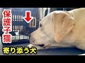 泣きじゃくる保護子猫に寄り添って安心させる犬と猫の優しさに涙が出ます