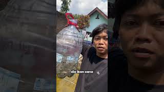 Channa Pulchra channa channapulcra channapulchra snakehead