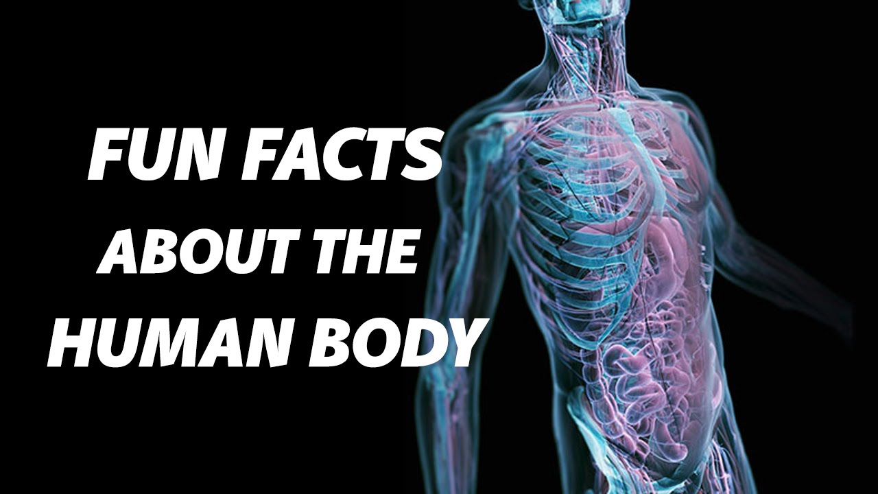 Fun Facts About The Human Body | Facts About The Human Body - YouTube