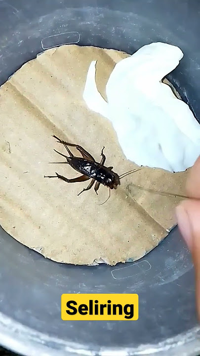 seliring bukan jangkrik nih