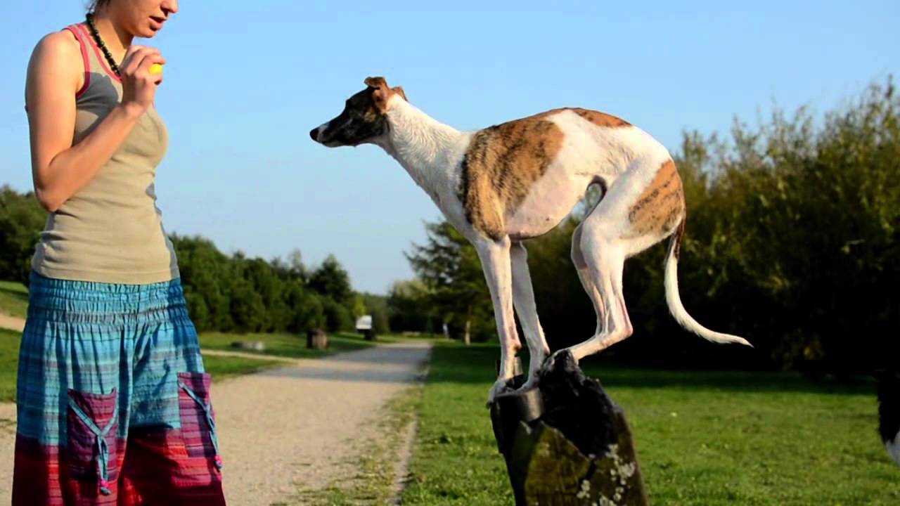 super whippet! frisbee, tricks and fun 