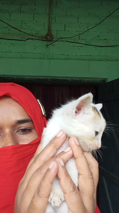 cute kuy ho #ytshorts #cuteanimal #cutecat #cutepet #cute #cutekitty #pets