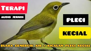 Download Lagu Terapi Pleci Kacial / Pleci Dakun NTT 🔥 Pancingan Pleci Kacial ‼️ #pleci #plecimania #plecikacial MP3