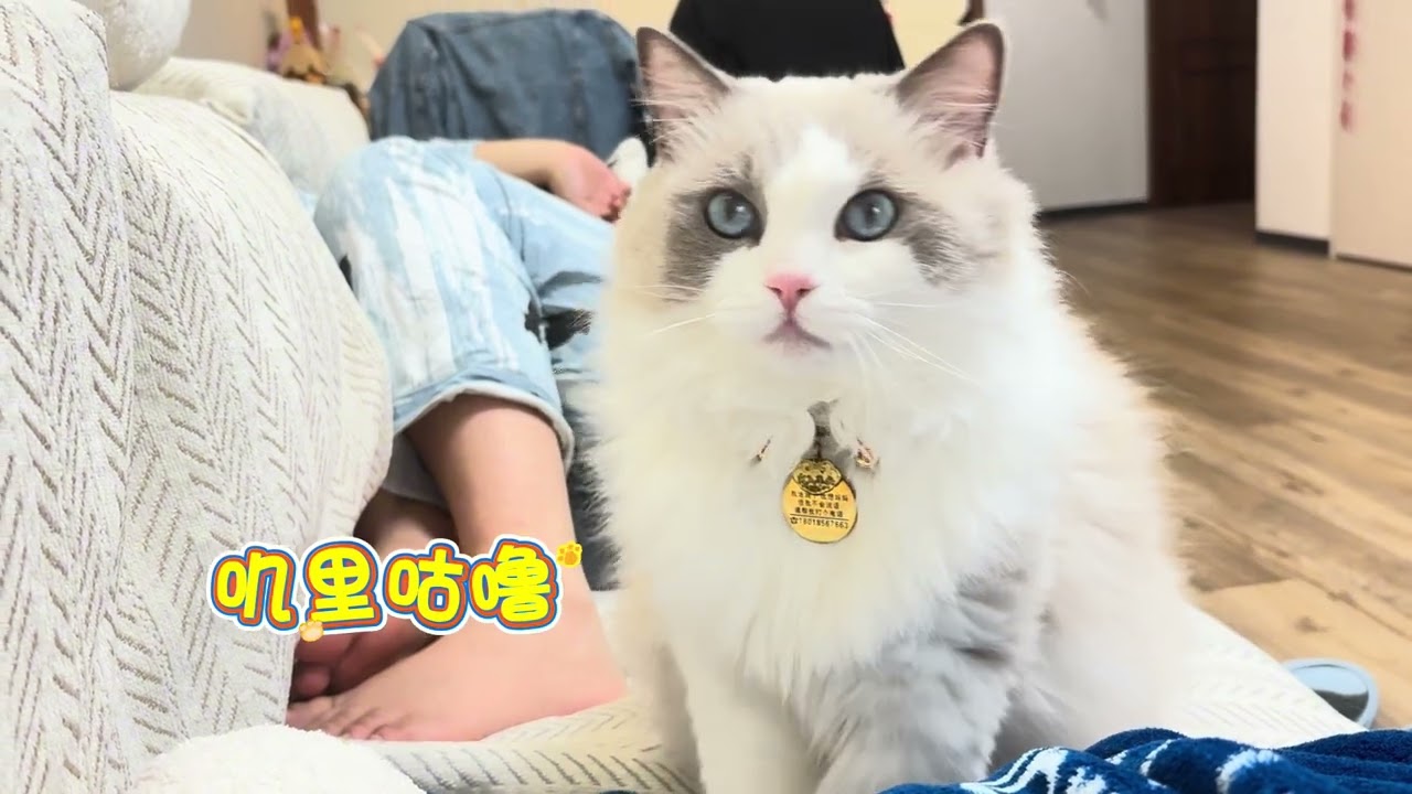 Cats Are Aloof—Except Ragdolls 猫很高冷，布偶算狗