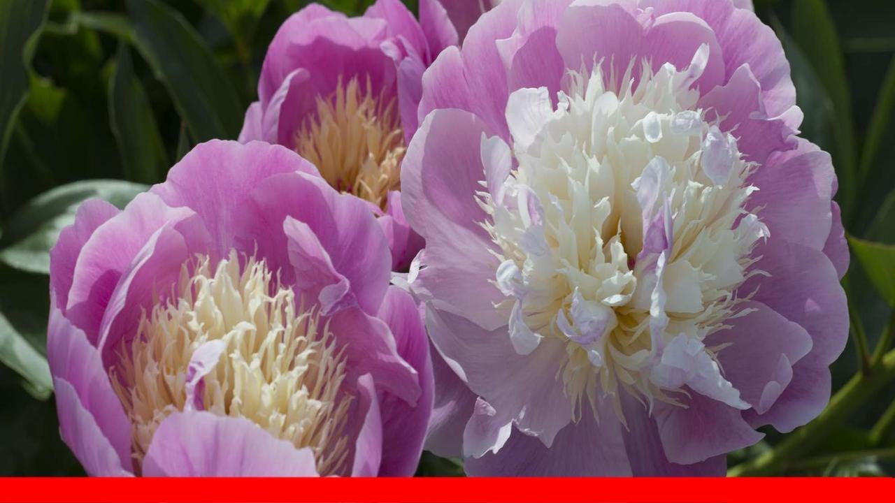 15 Beautiful Peony Varieties 🛋️