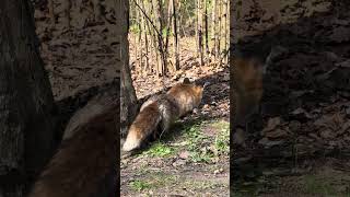 A fox trying to hunt a squirrel, Ep. 2