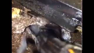 Dont touch mah grub
