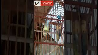 Download Lagu CUCAK JENGGOT ngepix panjang masteran favorit Download Lagu CUCAK JENGGOT ngepix panjang masteran favorit