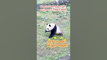 Can’t Hide It Anymore — #Pandas Know Kung Fu! 🐼#KungFuPanda #kungfu