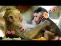 Adorable baby monkey Jody is so strong, Jody pushing his sister Jana fall