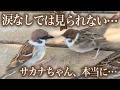ありえない奇跡に涙…サカナちゃん本当にありがとう✨