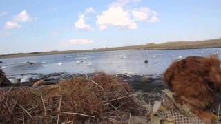 goose hunting Big group hits water wth Kill shots