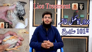 Aseel lice treatment | Chicken lice treatment | اصیل کی جوؤں کا علاج | Aseel ki lice , jueen ka ilaj