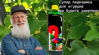 Чудо средство для огурцов! Ваши огурцы не будут желтеть