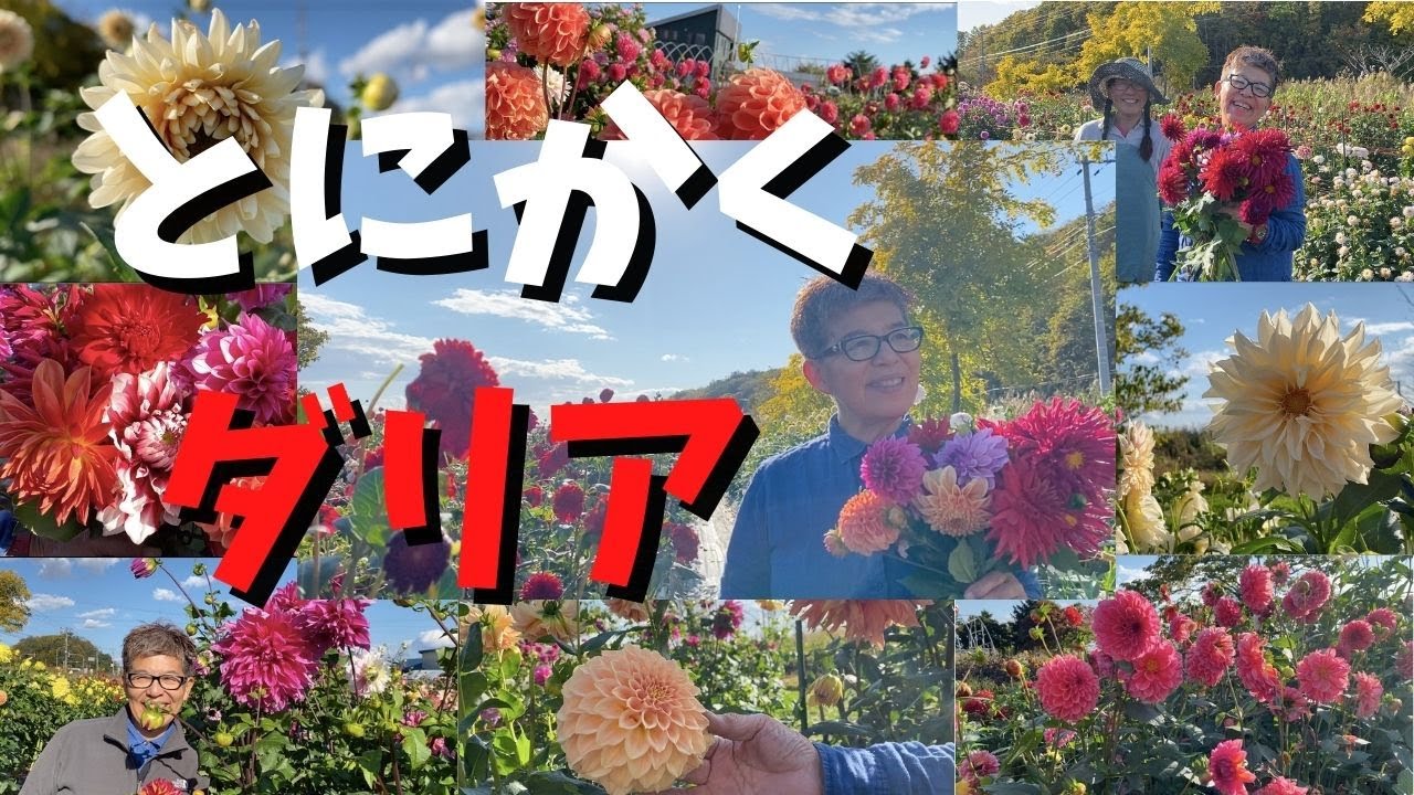 ガーデニング 来年の庭にダリアを入れるため農家の視察へ 圧倒的なダリアを収穫する様子をお楽しみください Youtube