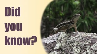 San Cristobal Lava Lizard (Microlophus bivittatus)