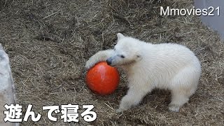 Polar Bears in the afternoon遊んだ後は昼寝して
