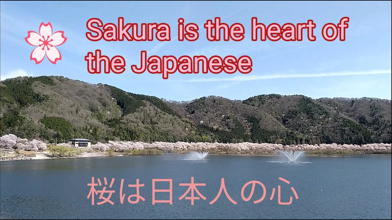 【 お花見スポット 】壮観！ 広島県第２位 桜の樹 5500本　…なのに最後は(笑)
