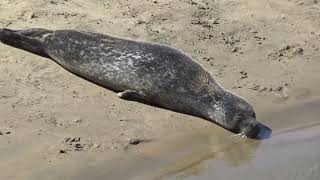 Seals in Katwijk aan Zee lying among beachgoers on a tropical summer day in August 2026