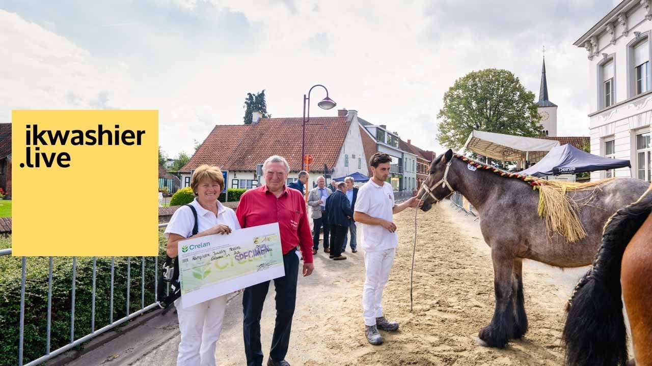 Belgische trekpaard Kampioenschap Oost-Vlaanderen merrieveulens van 1 jaar - Jaarmarkt Landegem
