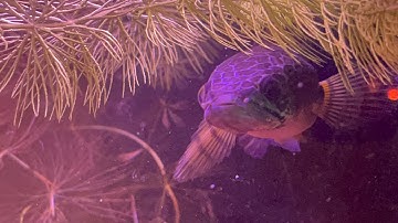 Cá lóc Nữ Hoàng: ghép đôi u15-17 p2