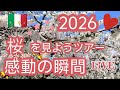 2026 🌸桜を見に行こうツアー🌸ライブ配信+山上の博物館+城内 探索🌸